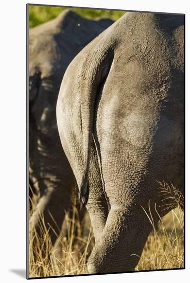 White Rhino Tail, Sabi Sabi Reserve, South Africa-Paul Souders-Mounted Photographic Print