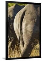 White Rhino Tail, Sabi Sabi Reserve, South Africa-Paul Souders-Framed Photographic Print