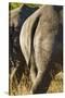 White Rhino Tail, Sabi Sabi Reserve, South Africa-Paul Souders-Stretched Canvas