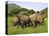 White Rhino, with Calf in Pilanesberg Game Reserve, South Africa-Steve & Ann Toon-Stretched Canvas