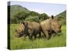 White Rhino, with Calf in Pilanesberg Game Reserve, South Africa-Steve & Ann Toon-Stretched Canvas