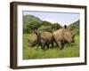 White Rhino, with Calf in Pilanesberg Game Reserve, South Africa-Steve & Ann Toon-Framed Photographic Print