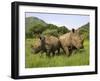 White Rhino, with Calf in Pilanesberg Game Reserve, South Africa-Steve & Ann Toon-Framed Photographic Print