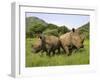 White Rhino, with Calf in Pilanesberg Game Reserve, South Africa-Steve & Ann Toon-Framed Photographic Print