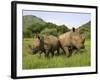 White Rhino, with Calf in Pilanesberg Game Reserve, South Africa-Steve & Ann Toon-Framed Photographic Print