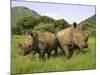 White Rhino, with Calf in Pilanesberg Game Reserve, South Africa-Steve & Ann Toon-Mounted Photographic Print