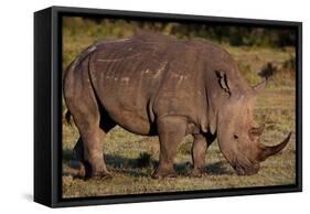 White Rhino-Howard Ruby-Framed Stretched Canvas