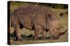 White Rhino-Howard Ruby-Stretched Canvas