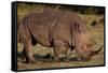 White Rhino-Howard Ruby-Framed Stretched Canvas