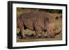 White Rhino-Howard Ruby-Framed Premium Photographic Print