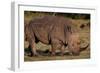 White Rhino-Howard Ruby-Framed Premium Photographic Print