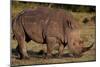 White Rhino-Howard Ruby-Mounted Premium Photographic Print