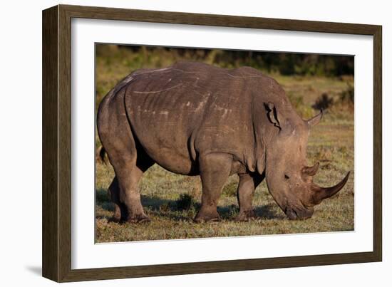 White Rhino-Howard Ruby-Framed Photographic Print