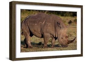 White Rhino-Howard Ruby-Framed Photographic Print