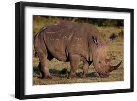 White Rhino-Howard Ruby-Framed Photographic Print