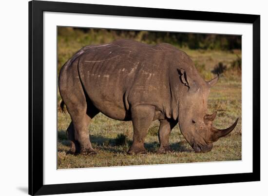 White Rhino-Howard Ruby-Framed Photographic Print
