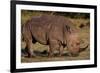 White Rhino-Howard Ruby-Framed Photographic Print