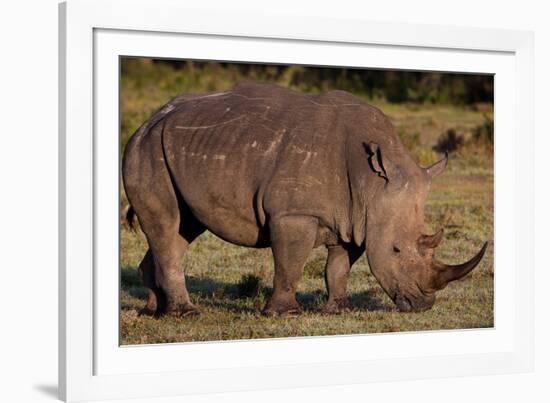 White Rhino-Howard Ruby-Framed Photographic Print