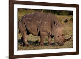 White Rhino-Howard Ruby-Framed Photographic Print