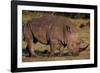 White Rhino-Howard Ruby-Framed Photographic Print