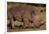 White Rhino-Howard Ruby-Framed Photographic Print