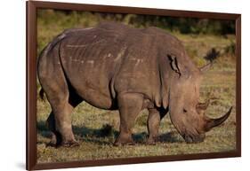 White Rhino-Howard Ruby-Framed Photographic Print