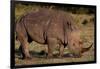 White Rhino-Howard Ruby-Framed Photographic Print