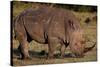 White Rhino-Howard Ruby-Stretched Canvas