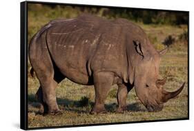 White Rhino-Howard Ruby-Framed Stretched Canvas