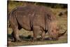 White Rhino-Howard Ruby-Stretched Canvas