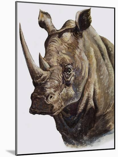White Rhinoceros, 1980-English School-Mounted Giclee Print
