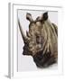 White Rhinoceros, 1980-English School-Framed Giclee Print