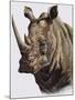 White Rhinoceros, 1980-English School-Mounted Giclee Print