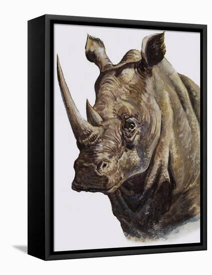 White Rhinoceros, 1980-English School-Framed Stretched Canvas