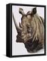 White Rhinoceros, 1980-English School-Framed Stretched Canvas