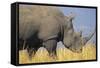 White Rhinoceros Adult Male Grazing-null-Framed Stretched Canvas