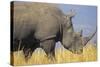White Rhinoceros Adult Male Grazing-null-Stretched Canvas