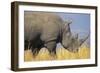 White Rhinoceros Adult Male Grazing-null-Framed Premium Photographic Print
