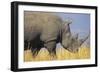 White Rhinoceros Adult Male Grazing-null-Framed Premium Photographic Print