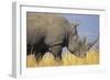 White Rhinoceros Adult Male Grazing-null-Framed Premium Photographic Print