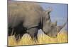 White Rhinoceros Adult Male Grazing-null-Mounted Premium Photographic Print
