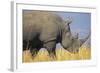 White Rhinoceros Adult Male Grazing-null-Framed Photographic Print