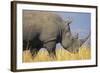 White Rhinoceros Adult Male Grazing-null-Framed Photographic Print