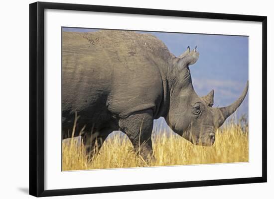 White Rhinoceros Adult Male Grazing-null-Framed Photographic Print