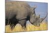 White Rhinoceros Adult Male Grazing-null-Mounted Photographic Print