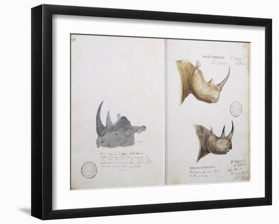 White Rhinoceros and African Rhinoceros, 1862-John Hanning Speke-Framed Giclee Print