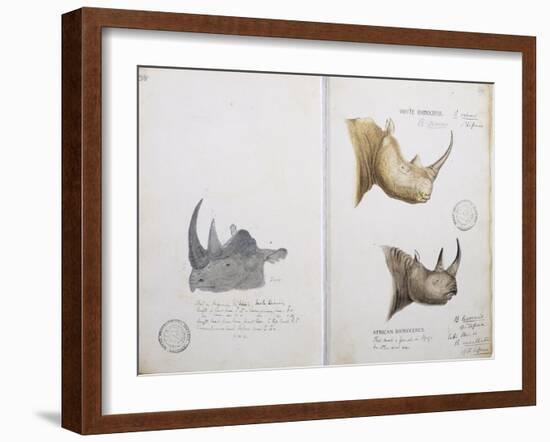 White Rhinoceros and African Rhinoceros, 1862-John Hanning Speke-Framed Giclee Print