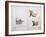 White Rhinoceros and African Rhinoceros, 1862-John Hanning Speke-Framed Giclee Print