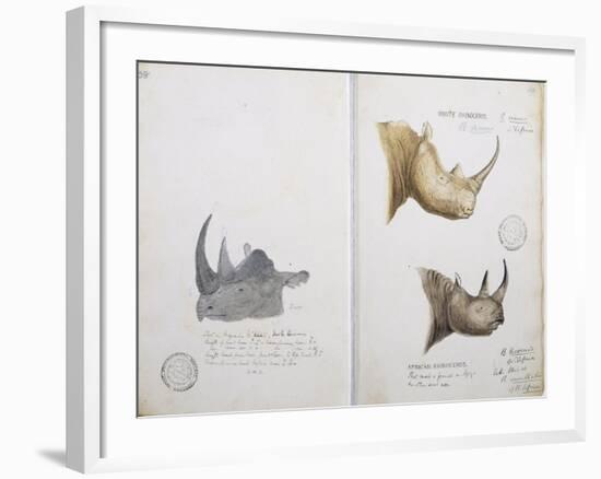 White Rhinoceros and African Rhinoceros, 1862-John Hanning Speke-Framed Giclee Print