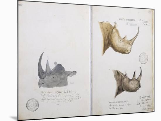 White Rhinoceros and African Rhinoceros, 1862-John Hanning Speke-Mounted Giclee Print